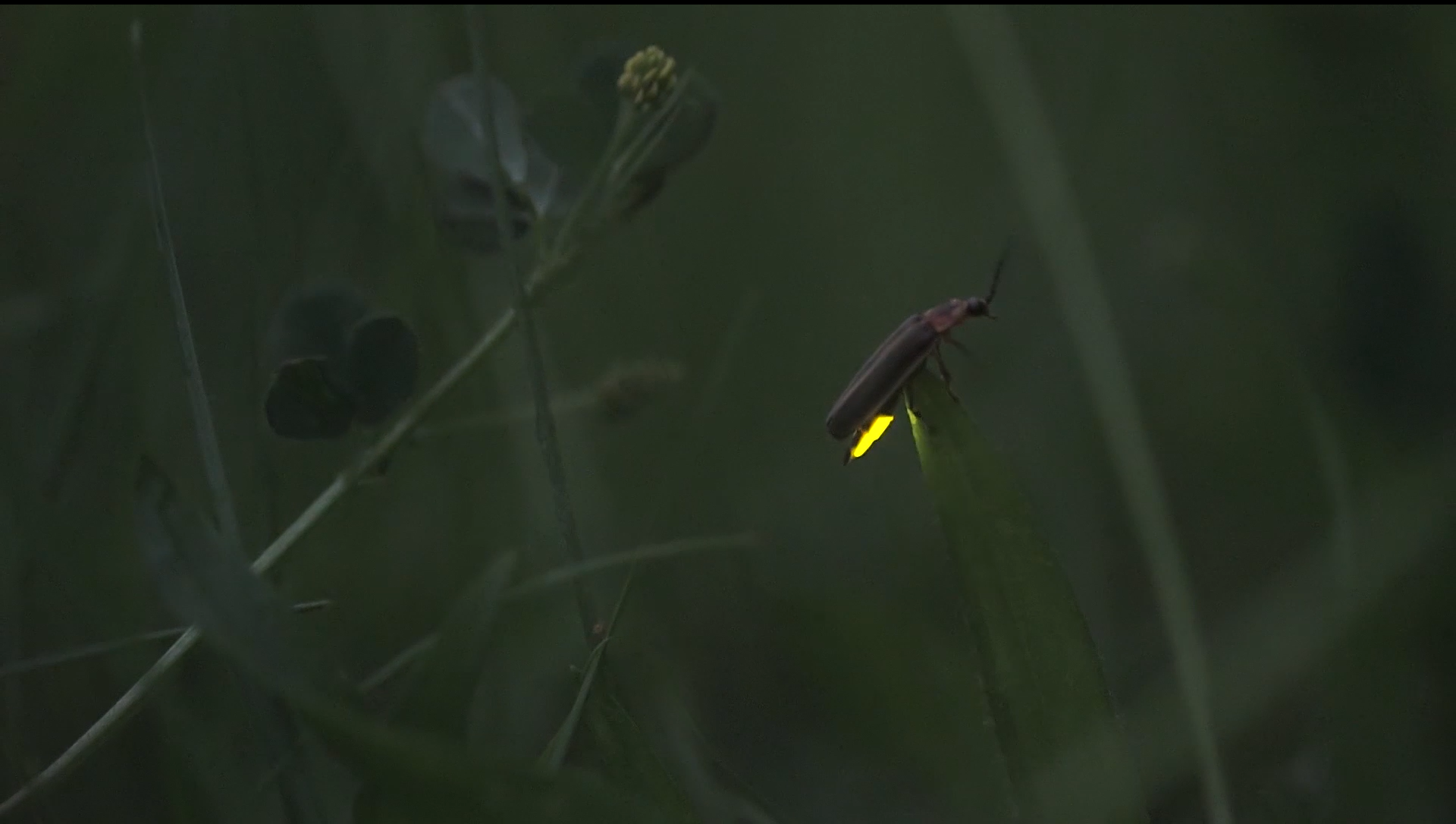 A firefly with its light shining dimly, showing the two distinct sections that light up on the underside of the abdomen. The firefly is perched on a blade of grass.