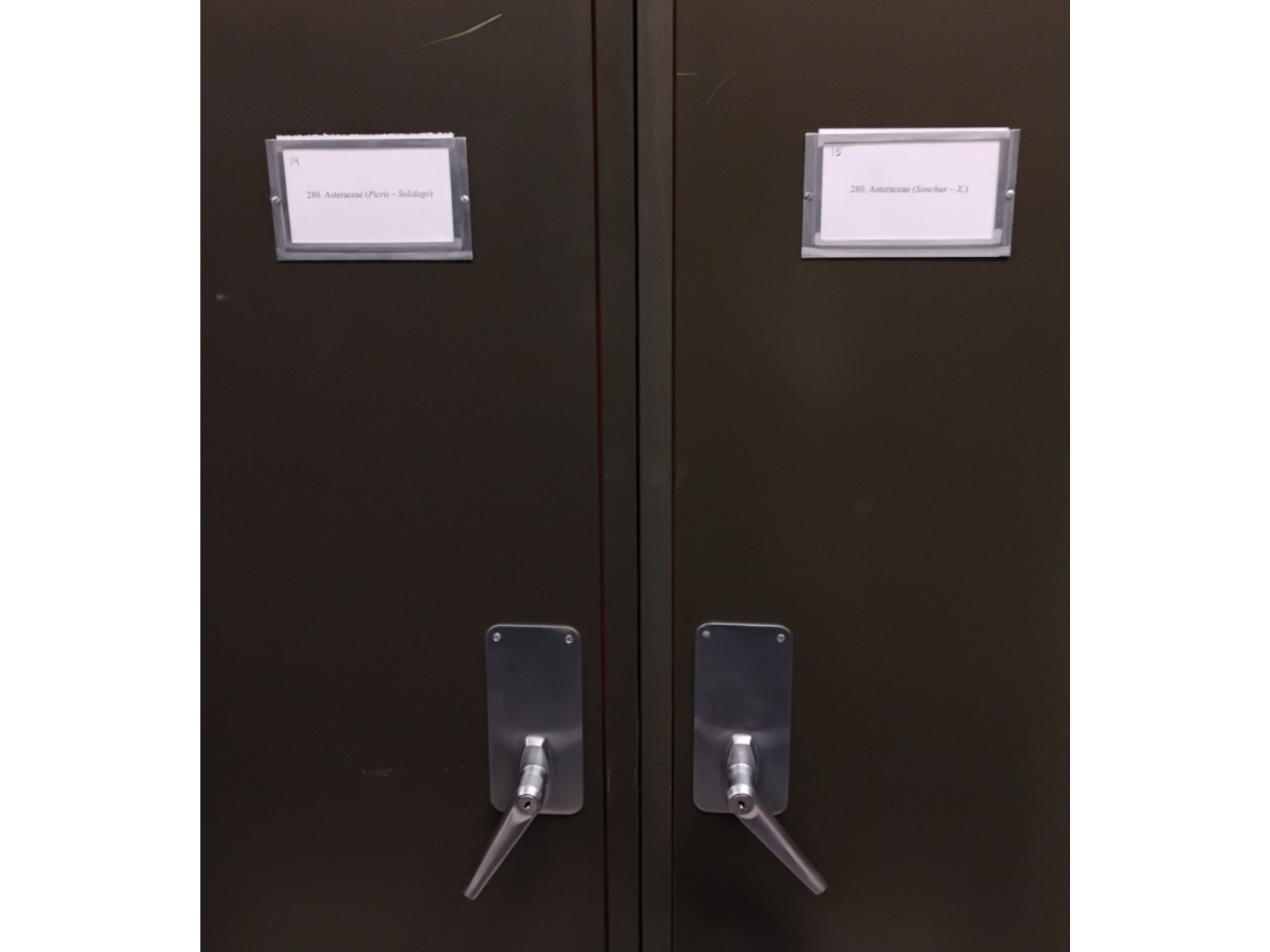 Looking toward a dark metal cabinet with two silver handles in the centre on each door. Labels on each side read, "14 280. Asteraceae (Picris - Soliago)" and "15 280. Asteraceae (Sonchus - X.)".