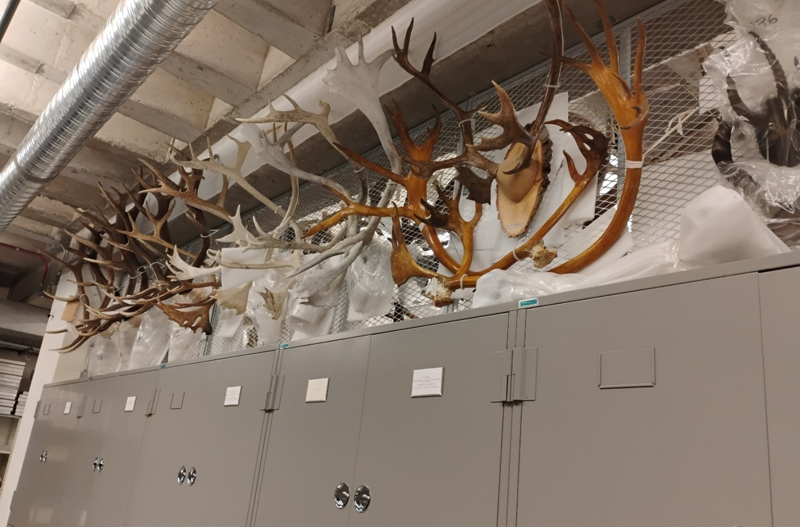 Nearly a dozen mounted pairs of antlers, some with skulls attached as well, on a wall rack above tall metal cabinets.