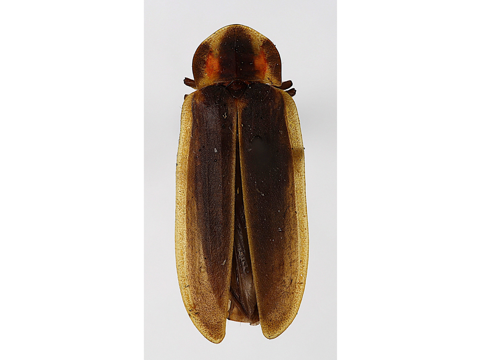 A top view of a pinned, compressed, elongated beetle; brownish with two, large, pale abdominal segments posteriorly.