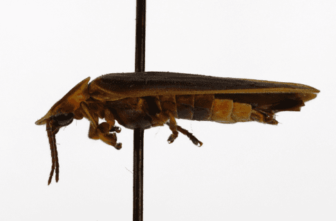 Side view of a pinned, compressed, elongated beetle; brownish with two, large, pale abdominal segments posteriorly.