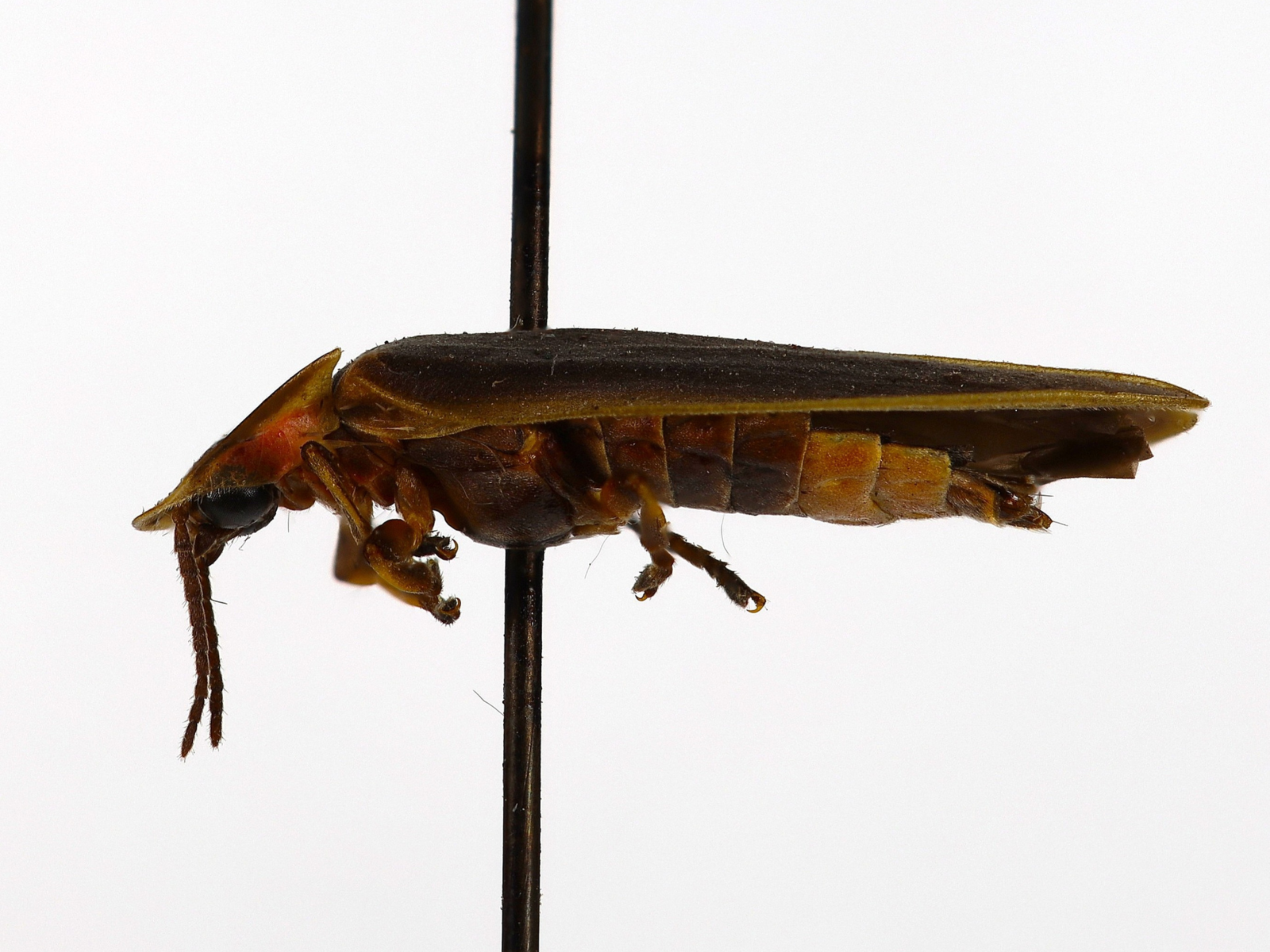 Side view of a pinned, compressed, elongated beetle; brownish with two, large, pale abdominal segments posteriorly.