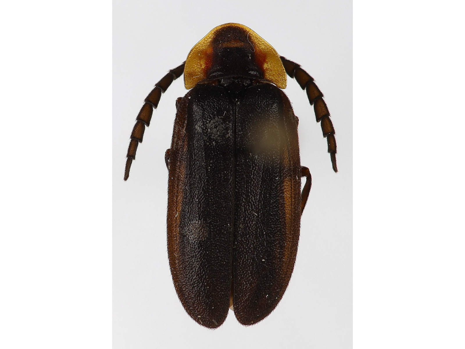 Top view of a pinned, compressed, elongated beetle, with an orange thorax and all black abdomen.