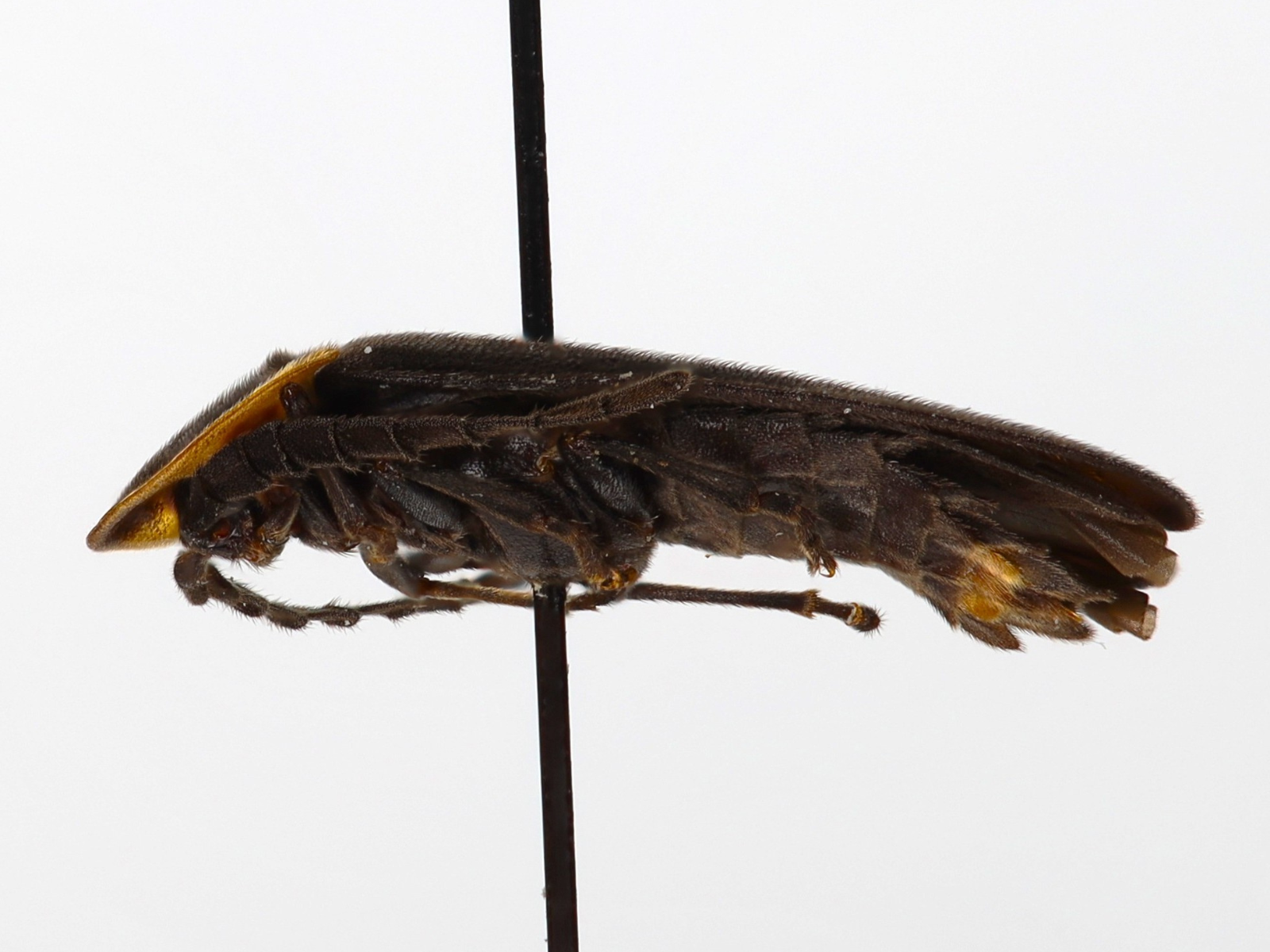 Side view of a pinned, compressed, elongated beetle, with an orange thorax and all black abdomen.